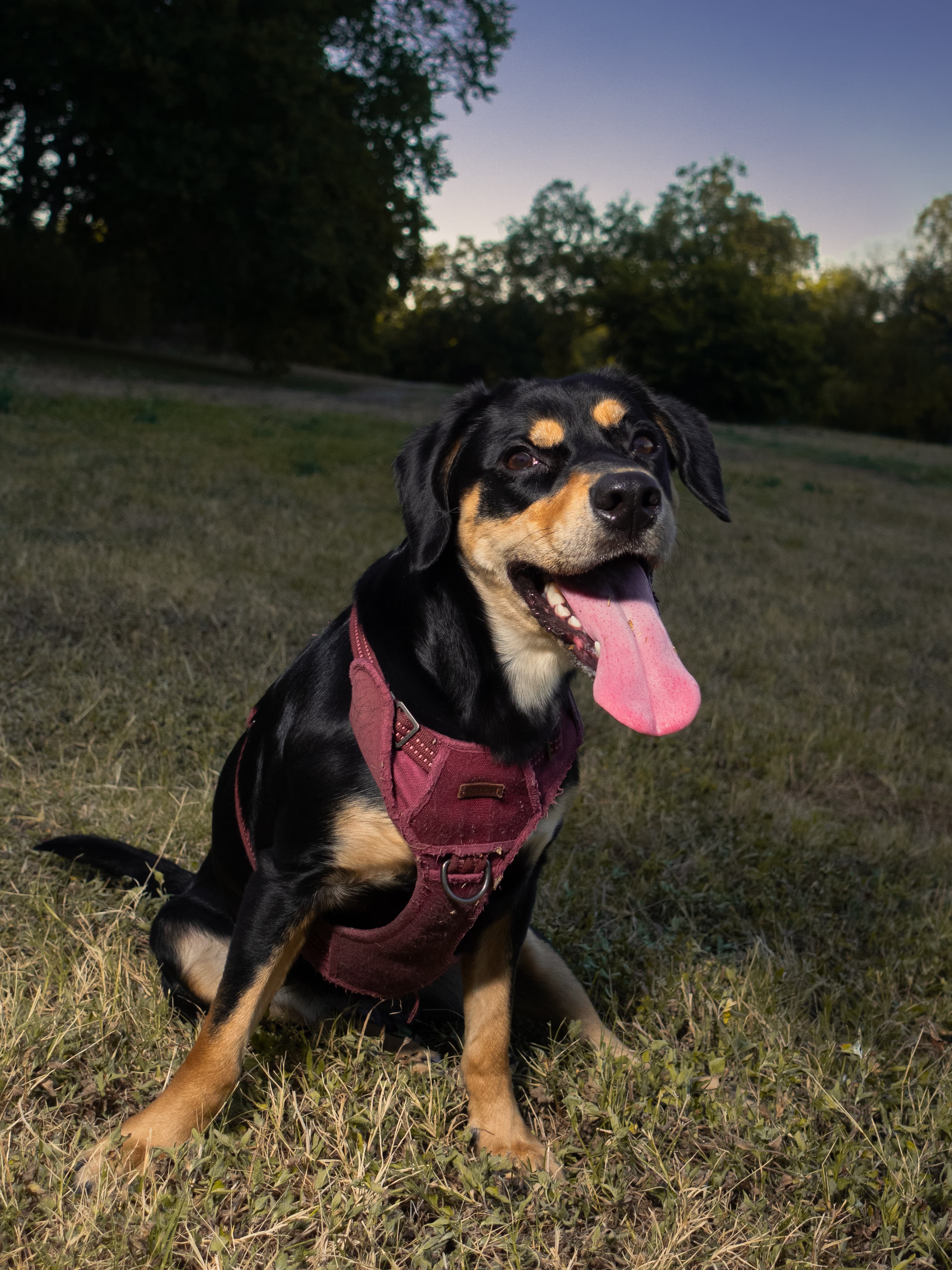 Brownie, Yujie's dog