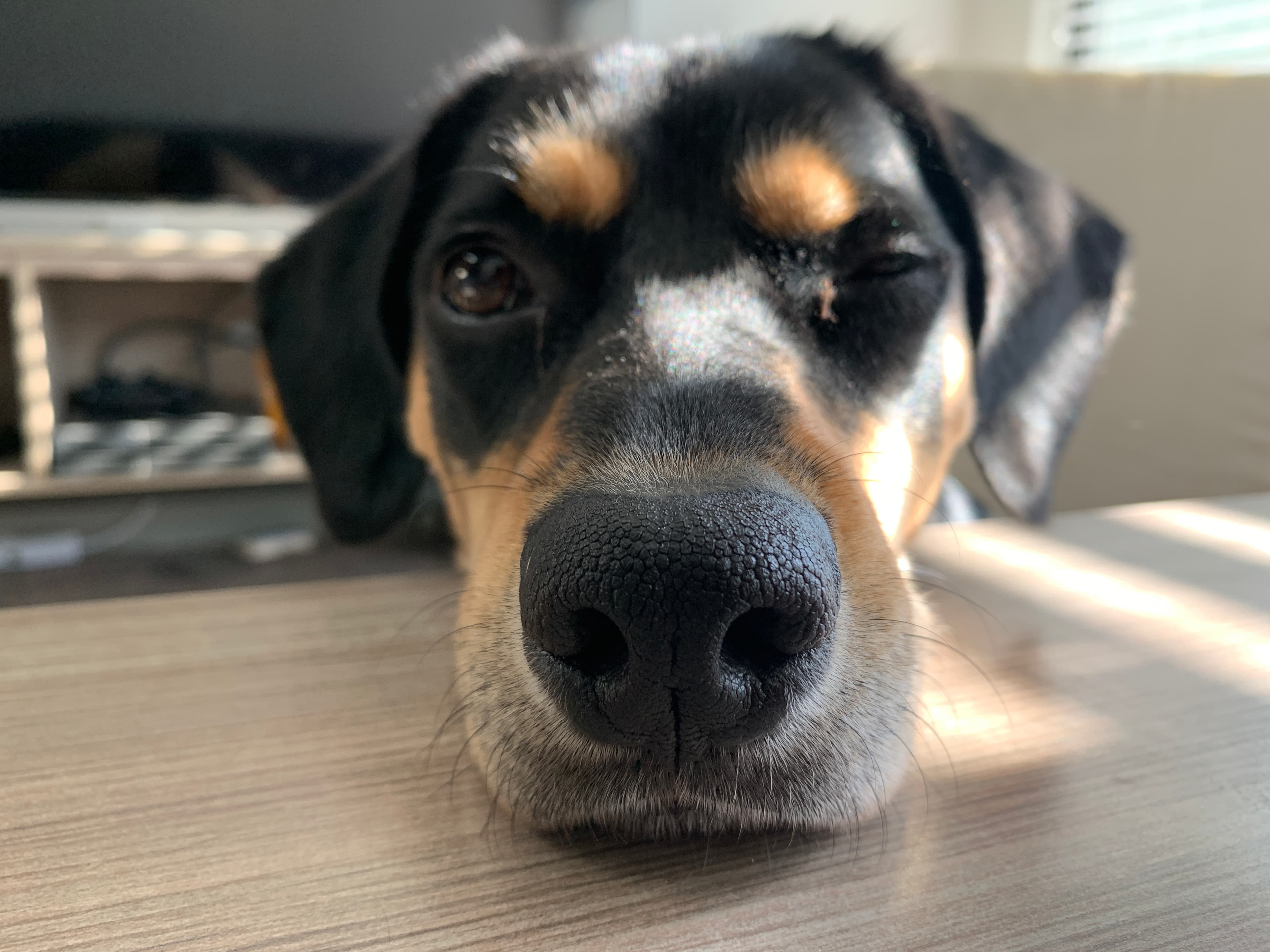 Brownie winks at the camera