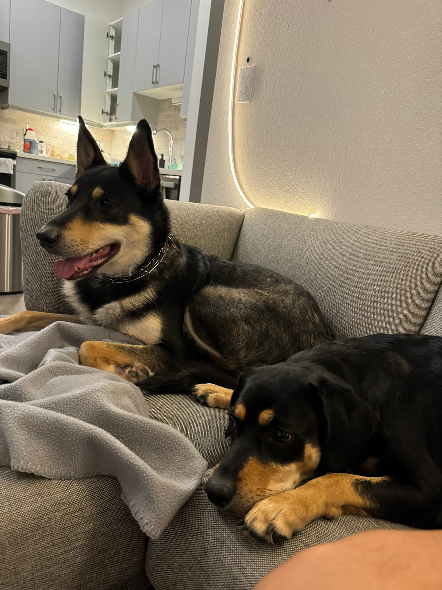 Brownie with a guest dog named Kash