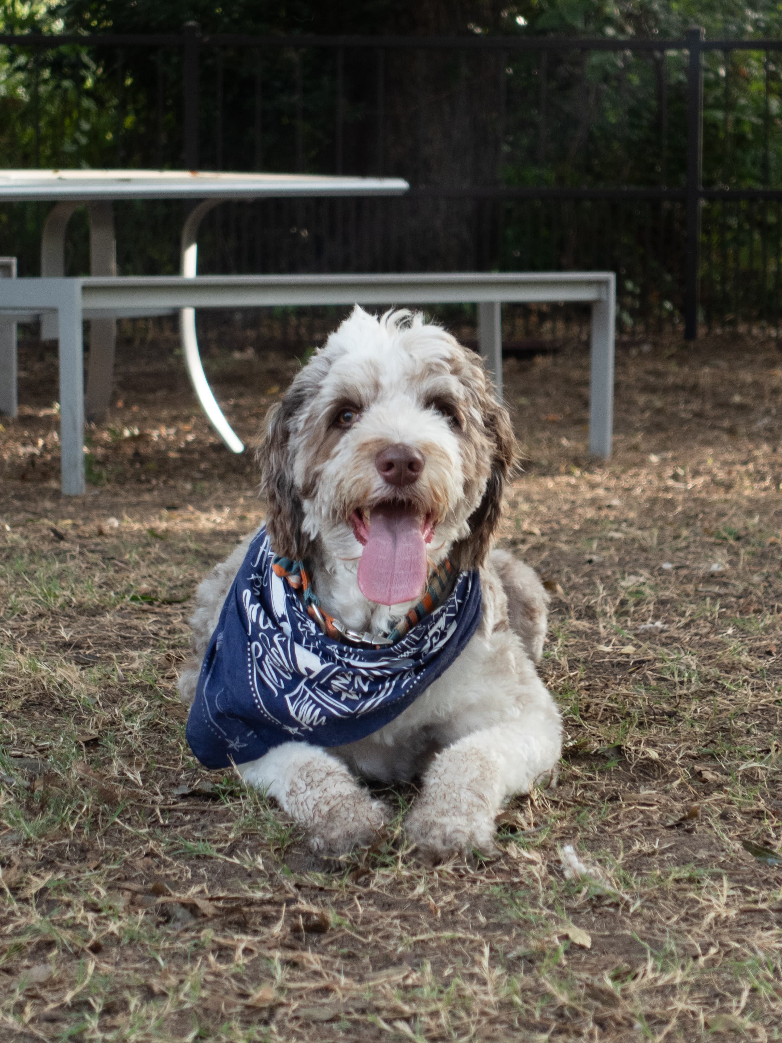 Poodle laying on the ground with a big smile on his face