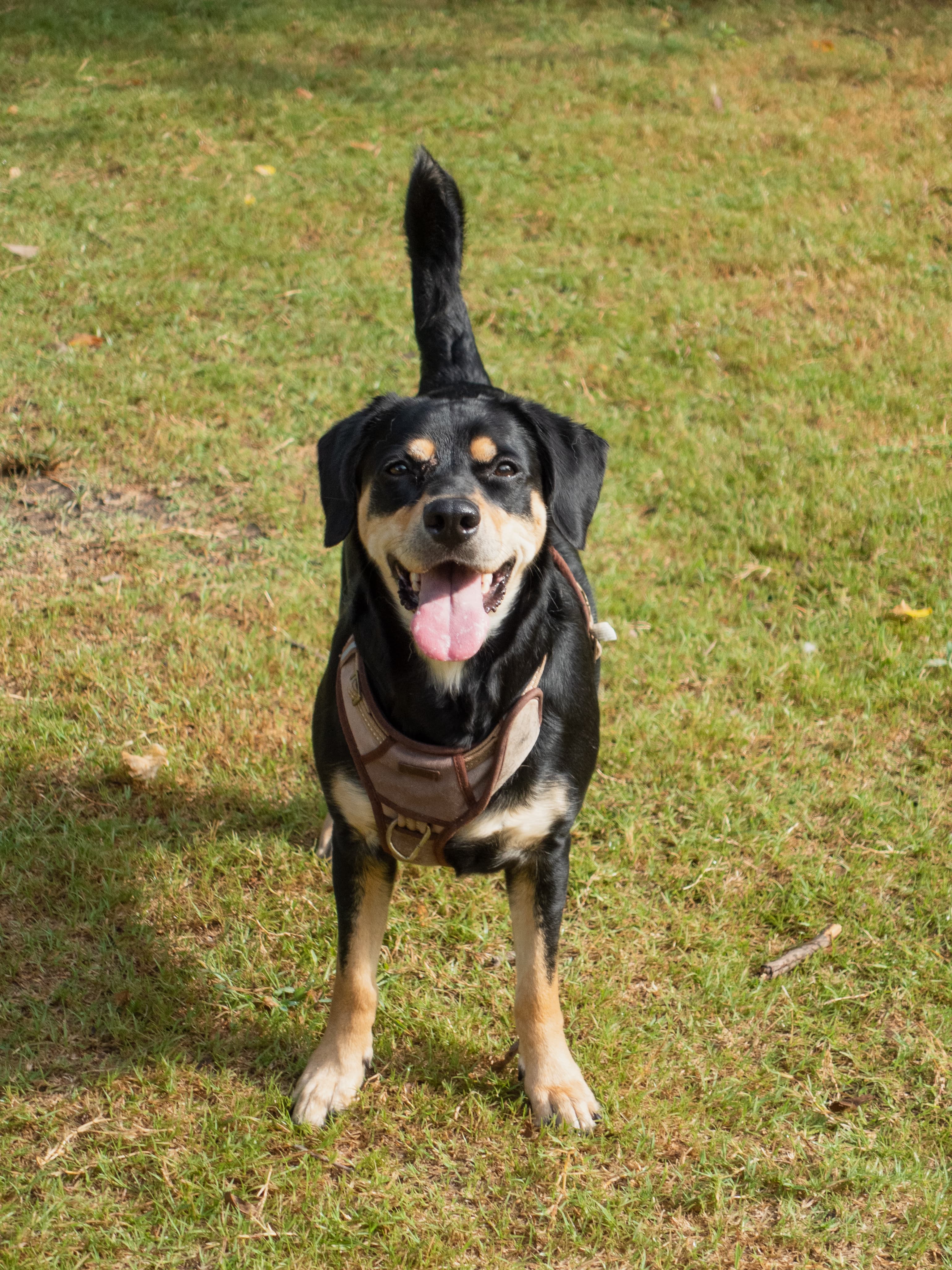 Black and tan dog standing