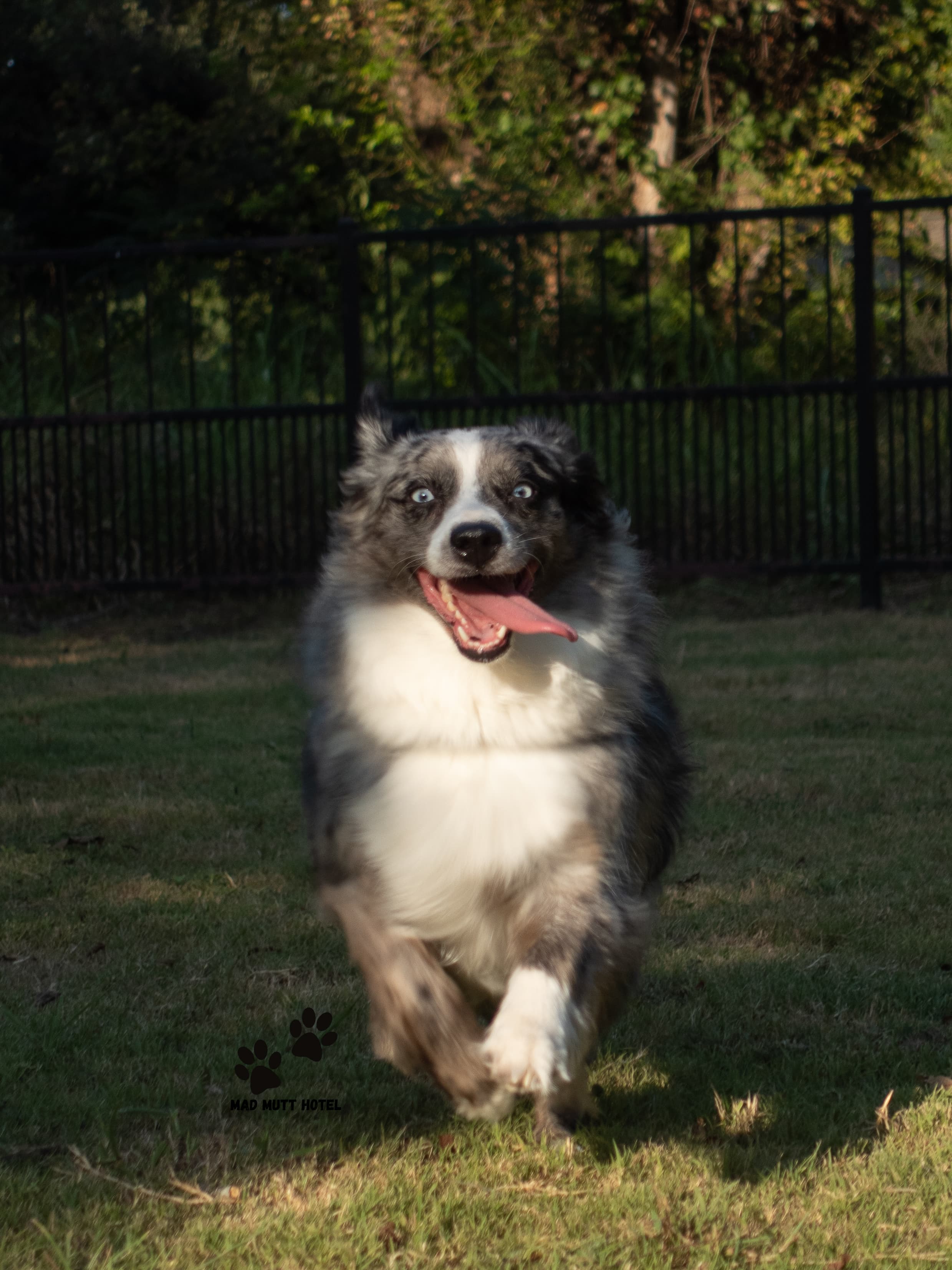 Miniature Australian Shepherd running towards the camera