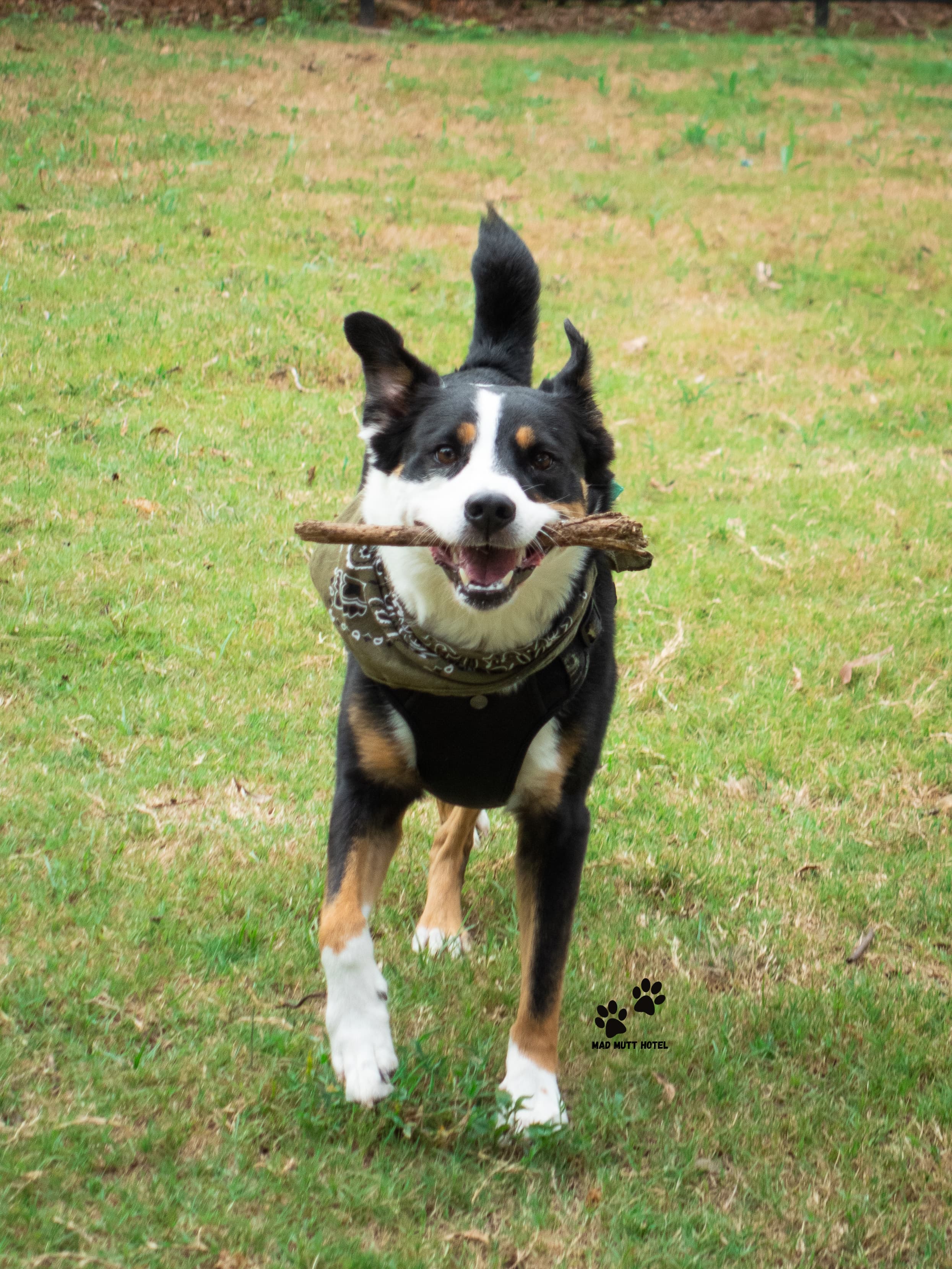 An Australian Cattle Dog running towards the camera with a stick in his mouth
