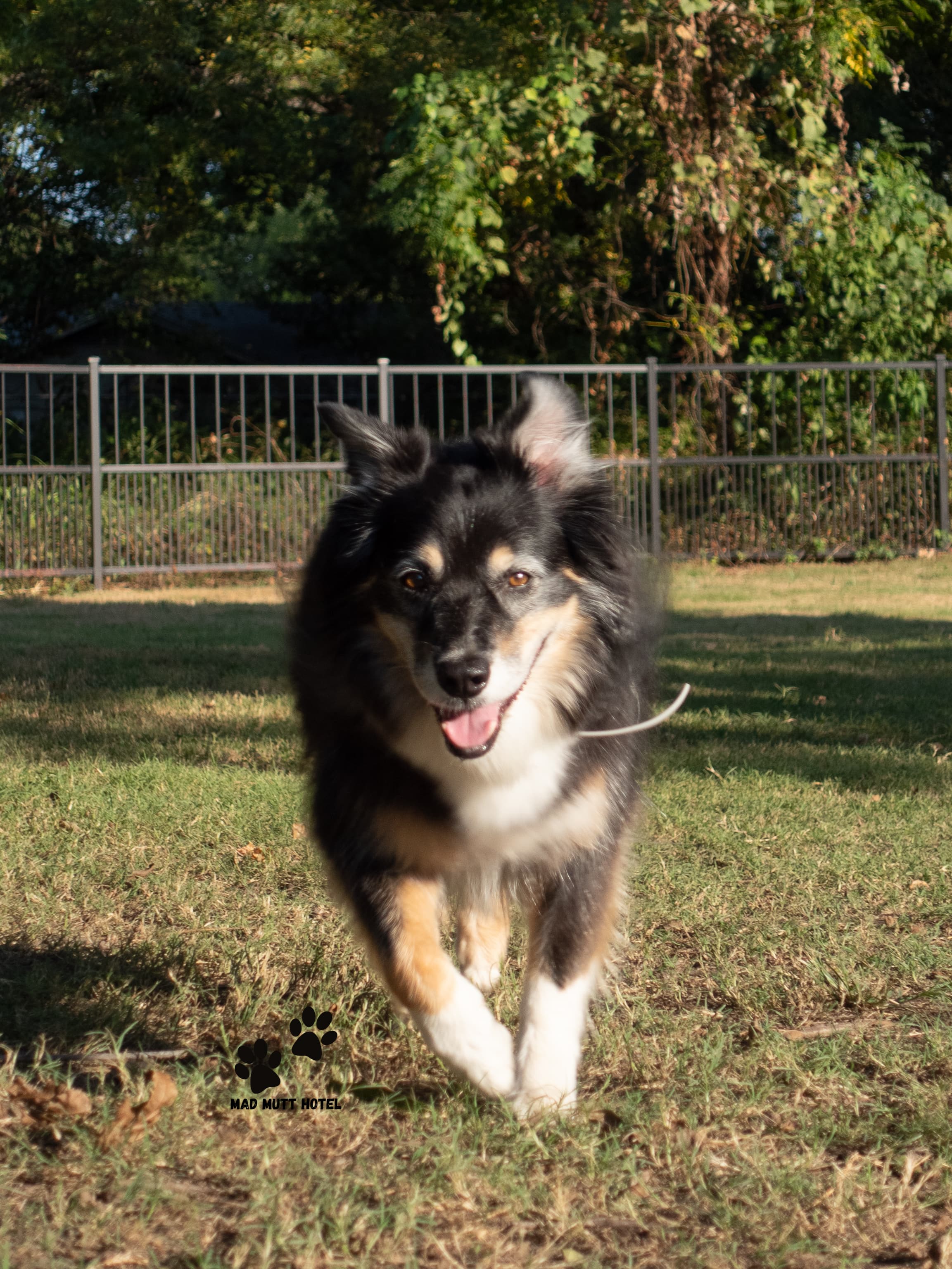 An Australian Shepherd running towards the camera with a smile on her face