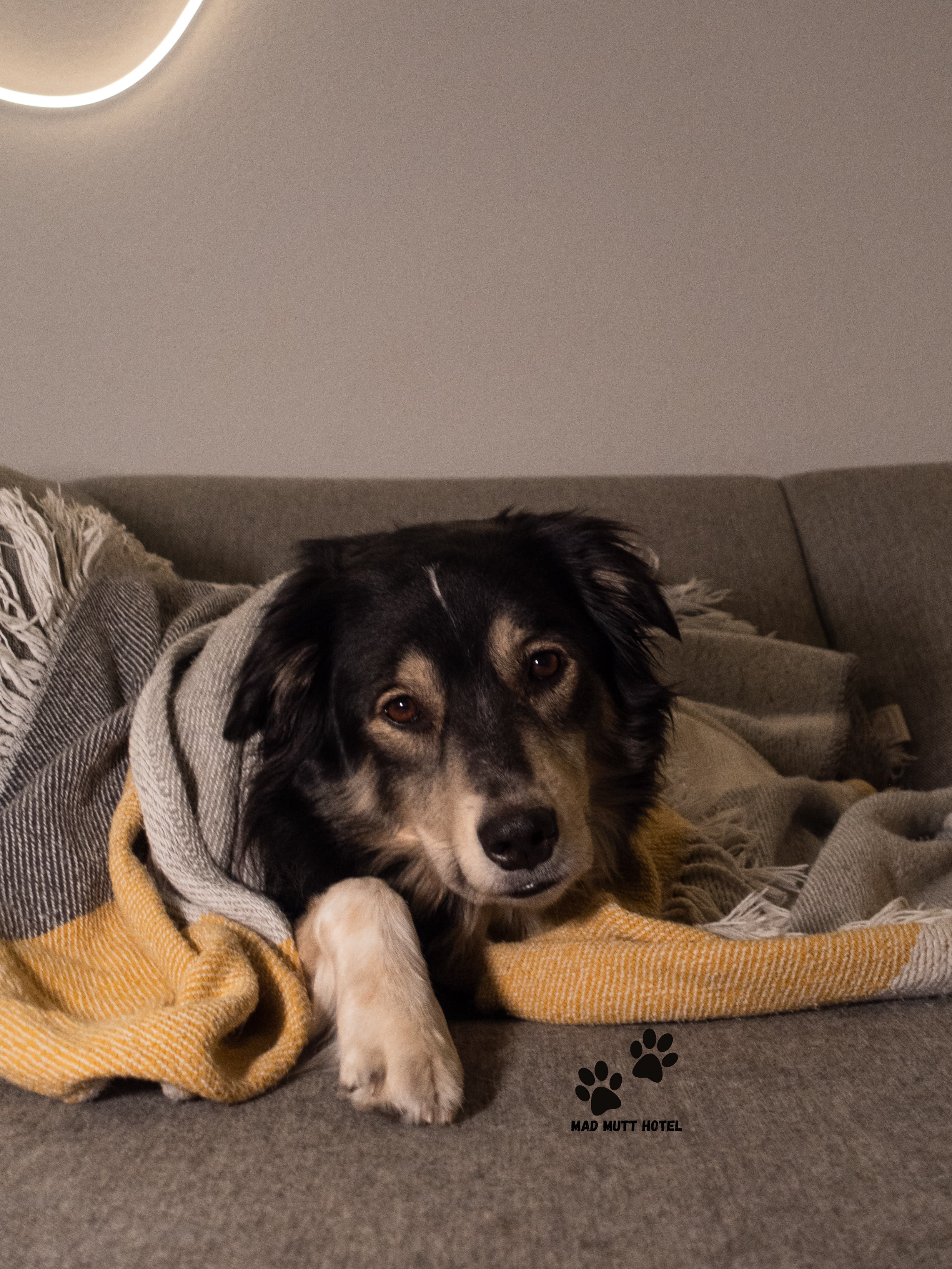 Dog relaxing on the couch during a boarding stay