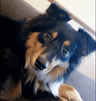 Luna, Australian Sheperd Dog avatar